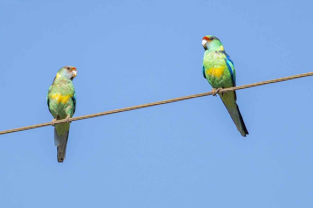 コダイマキエインコ - ML643869709