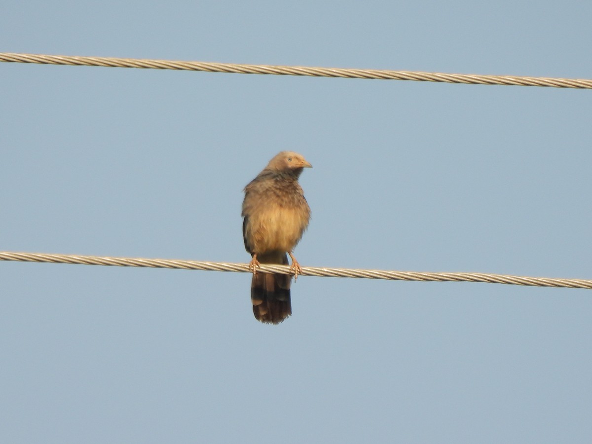 Yellow-billed Babbler - ML643869726