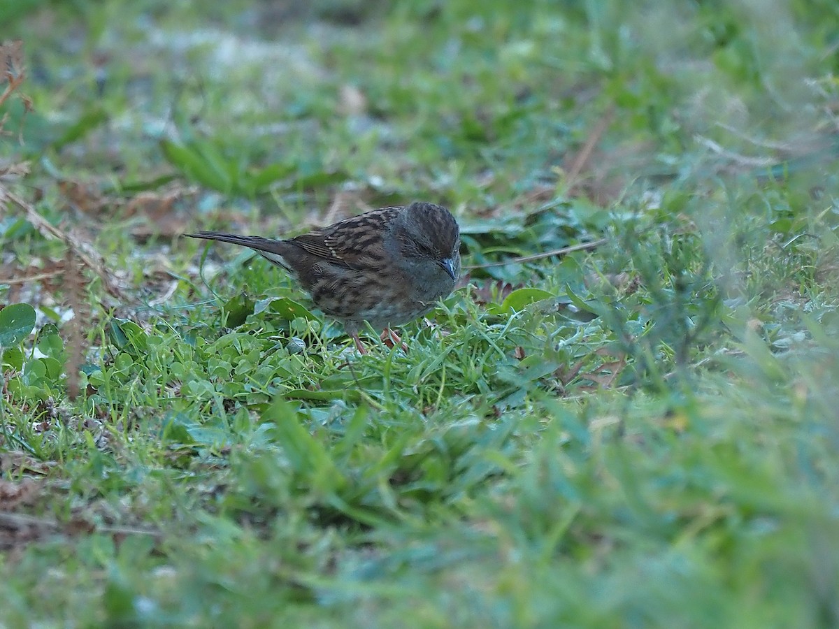 Dunnock - ML643869739