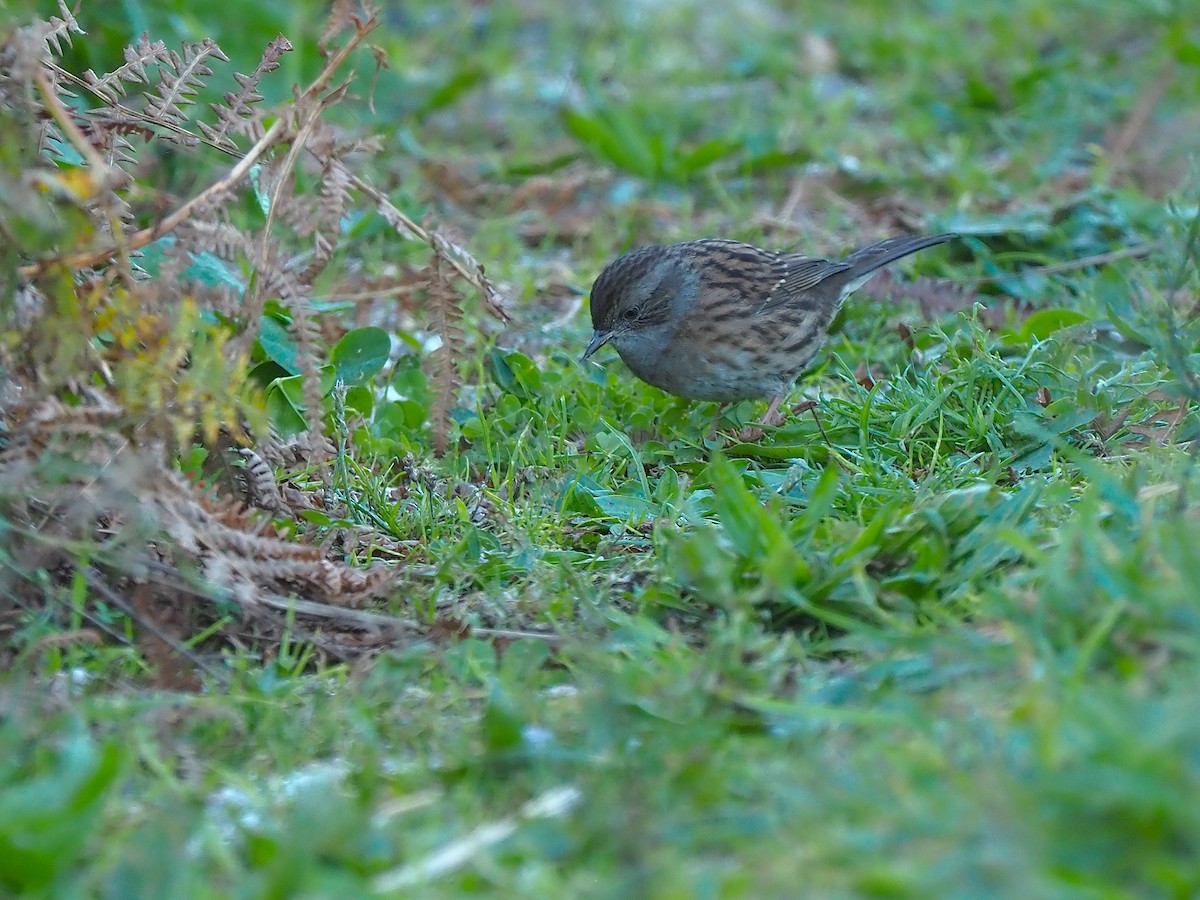 Dunnock - ML643869744