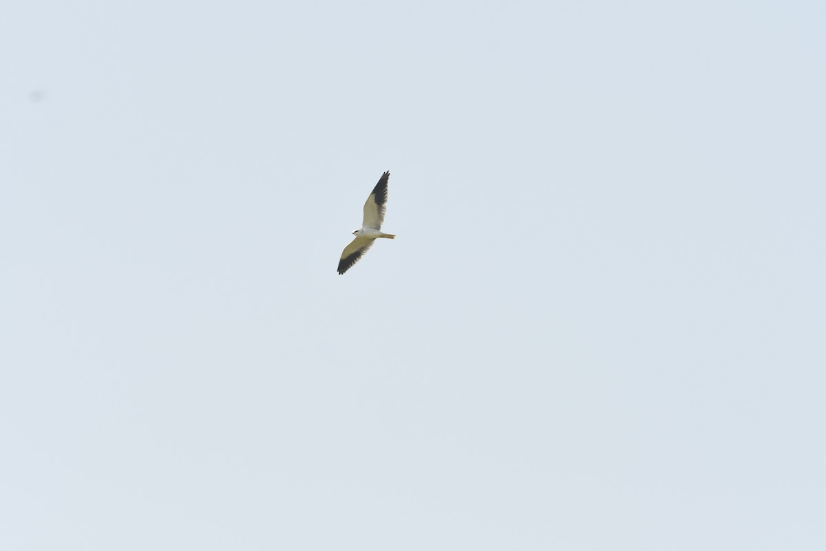 Ak Çaylak - ML643869752