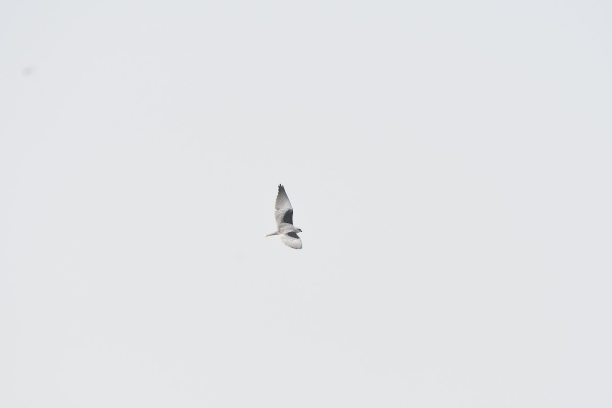 Ak Çaylak - ML643869758