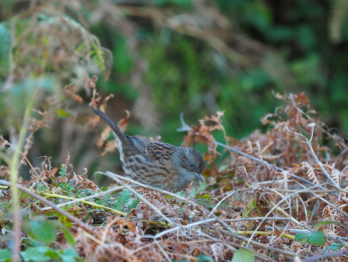 Dunnock - ML643869759