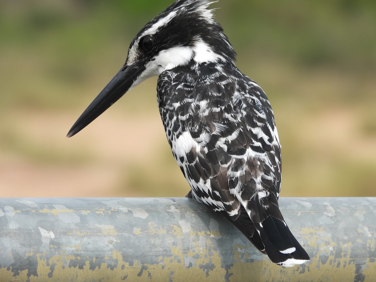 Pied Kingfisher - ML643869760