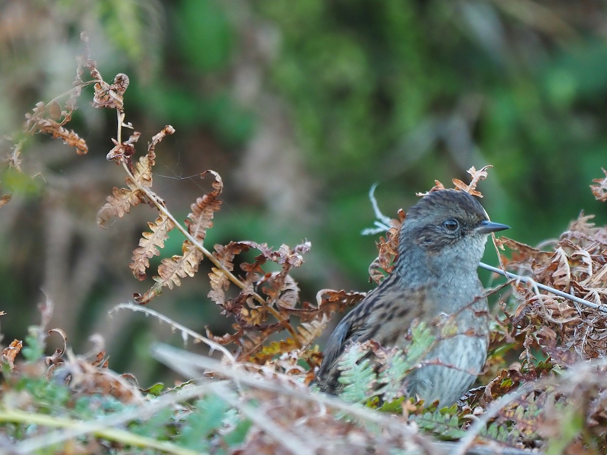 Dunnock - ML643869763