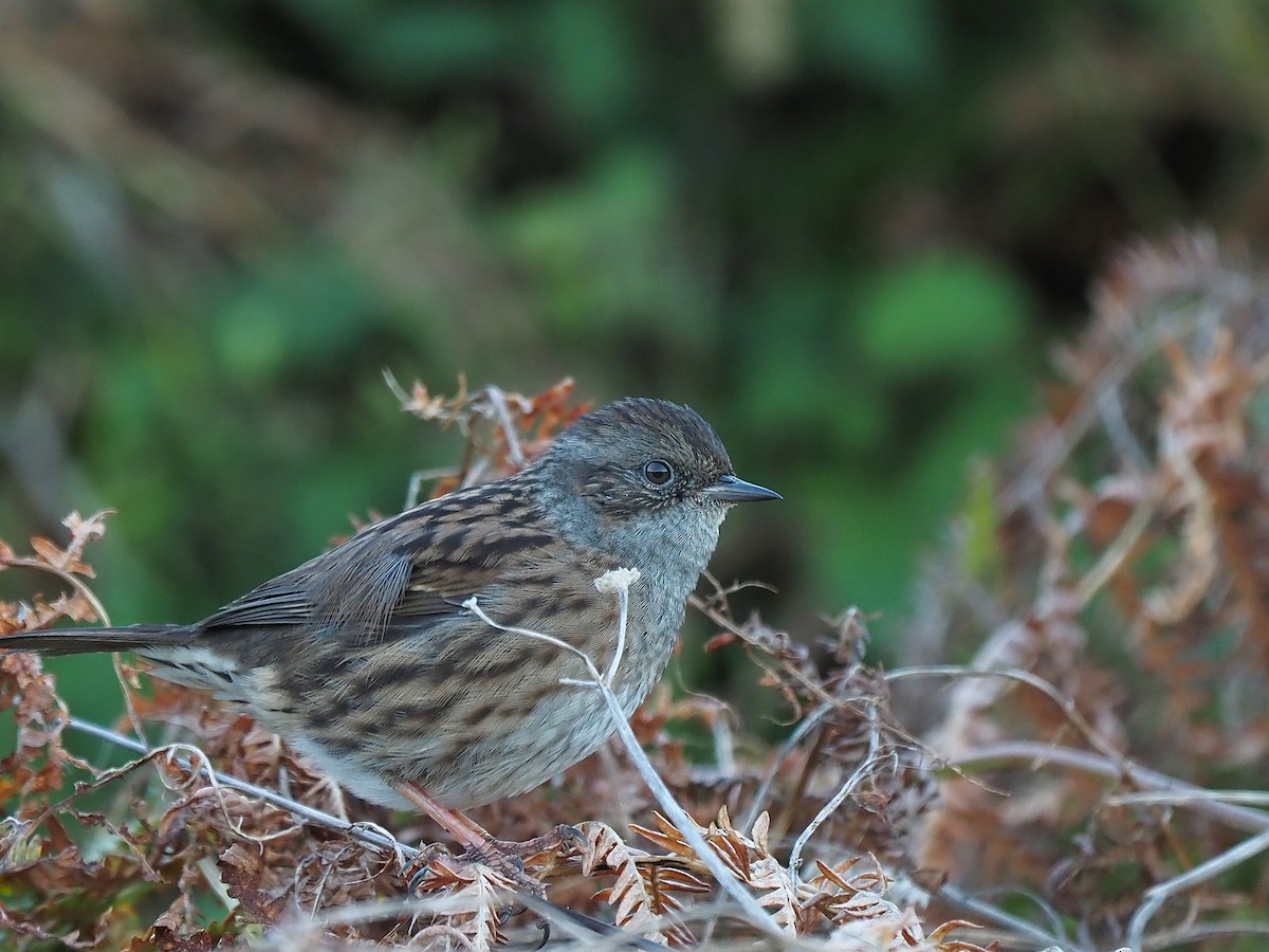 Dunnock - ML643869768