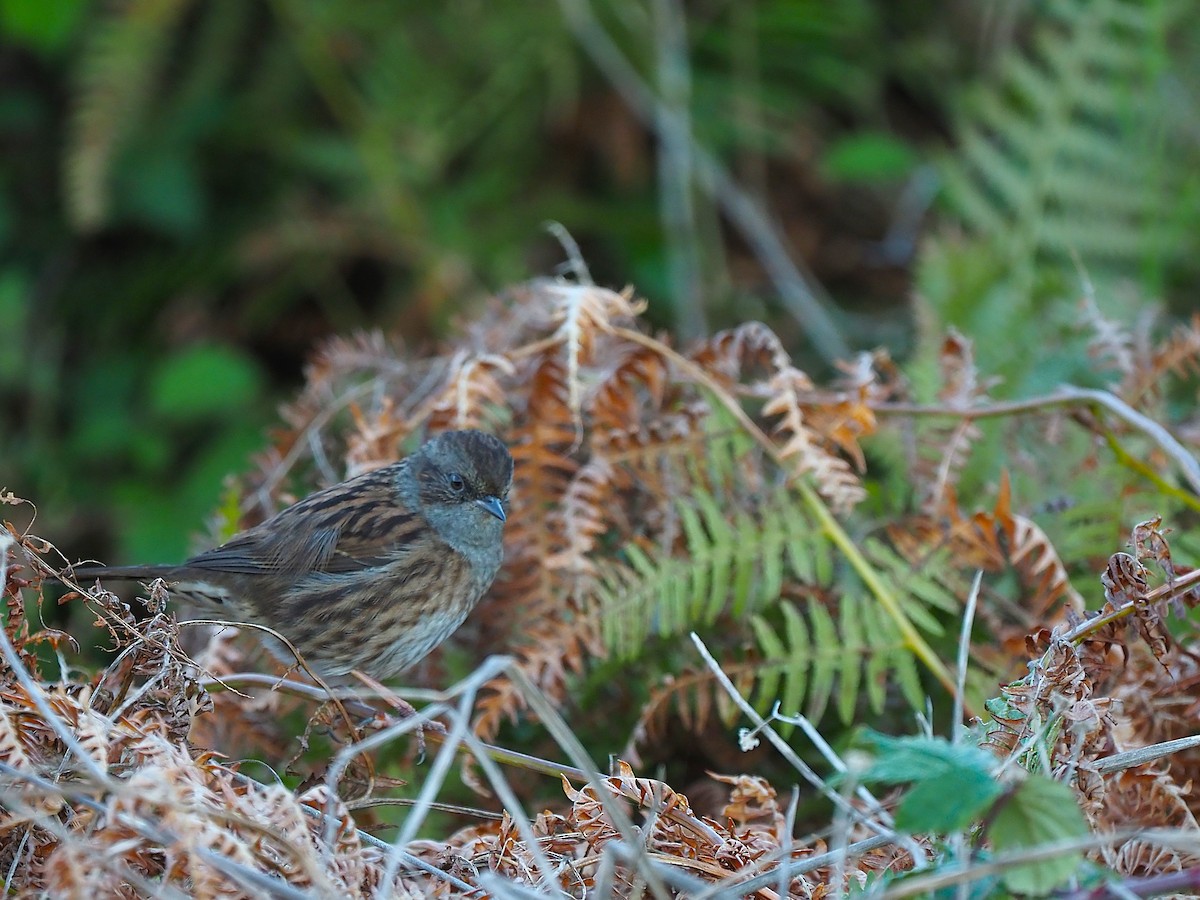 Dunnock - ML643869789