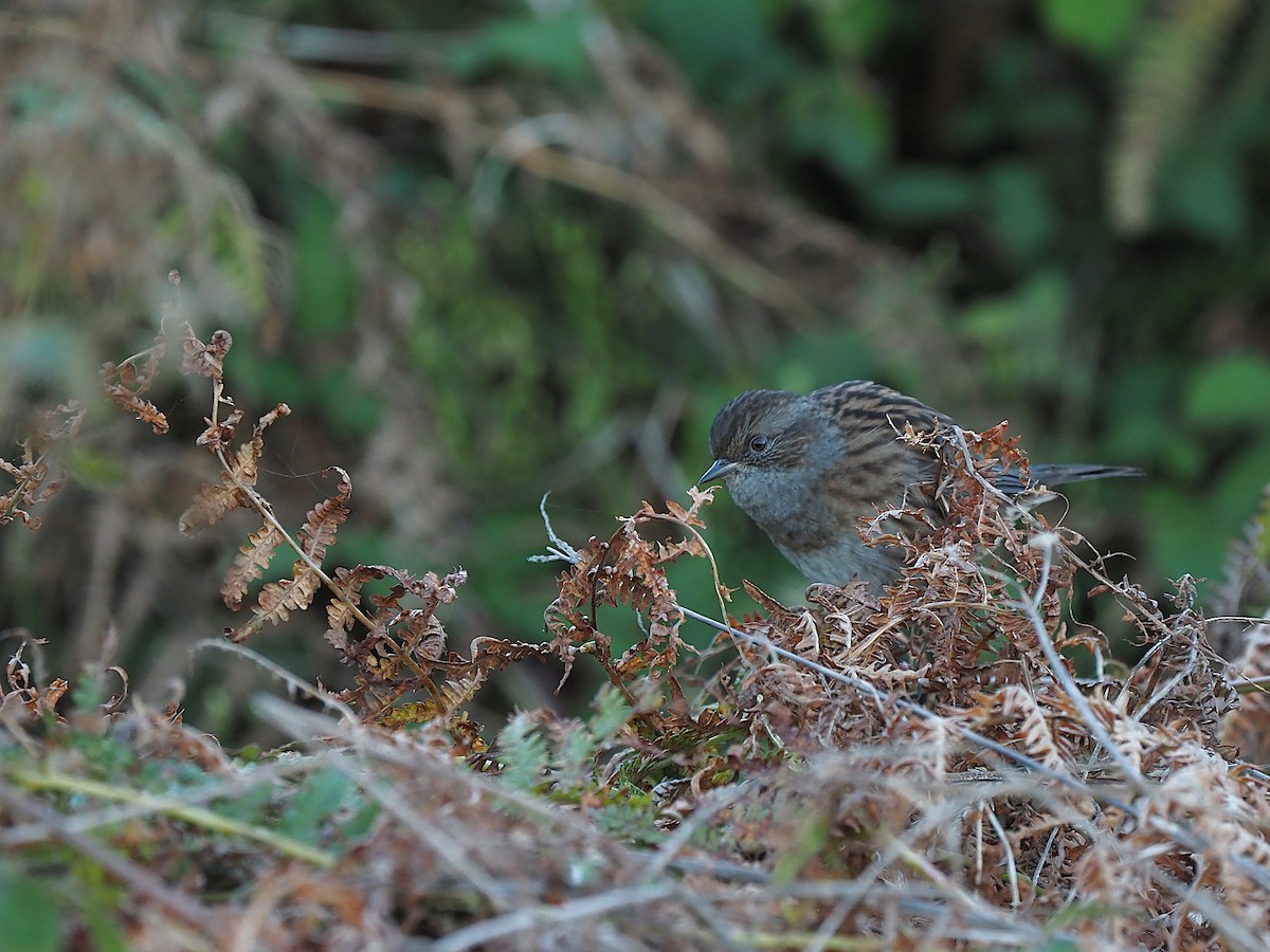 Dunnock - ML643869792