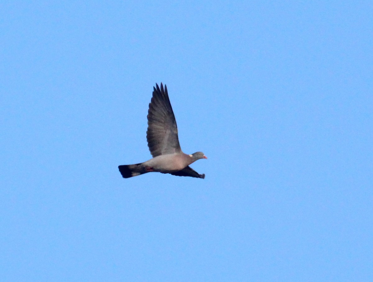 Pigeon ramier - ML643869794