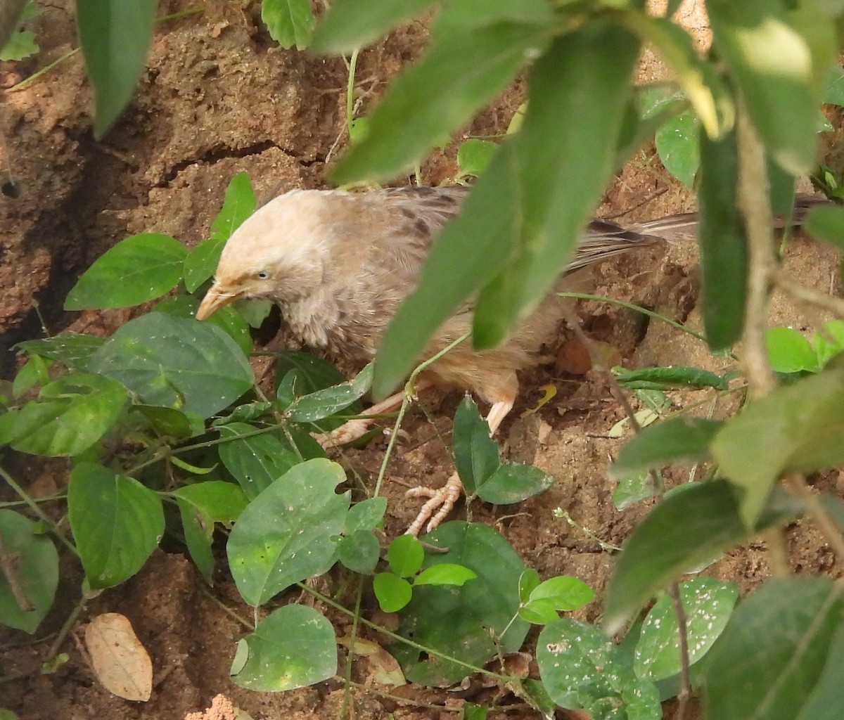 Yellow-billed Babbler - ML643869796