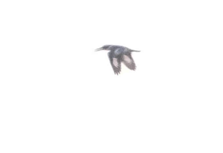 Pied Kingfisher - ML643869798