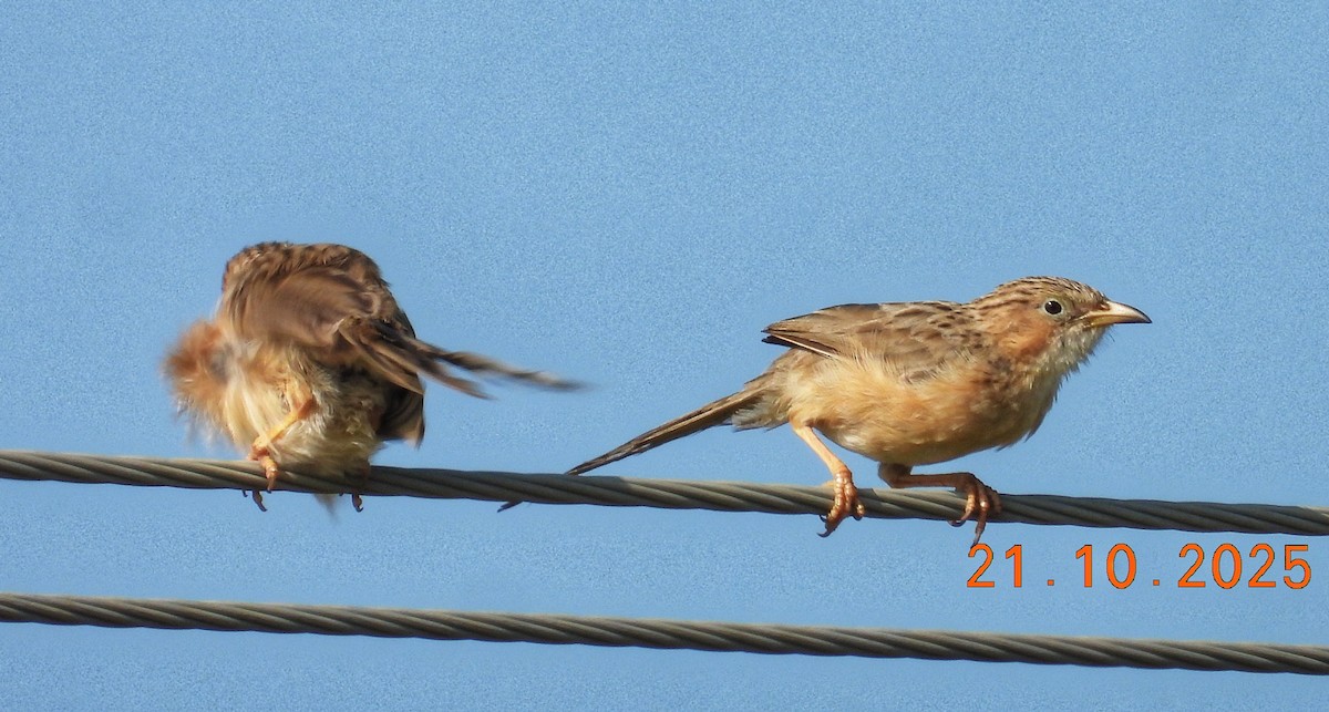 スジカブリヤブチメドリ - ML643869803