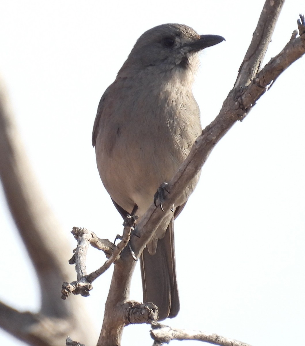 Gray Shrikethrush - ML643869838