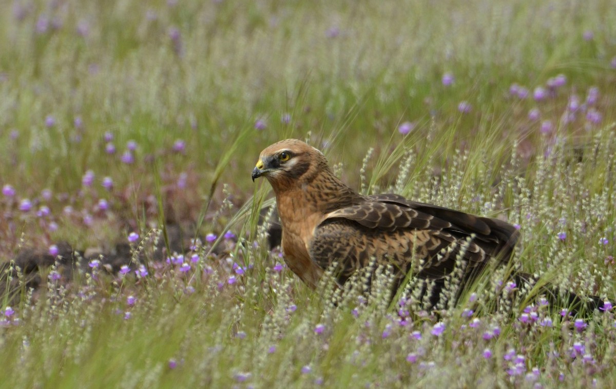 Нугын хулд - ML643869843