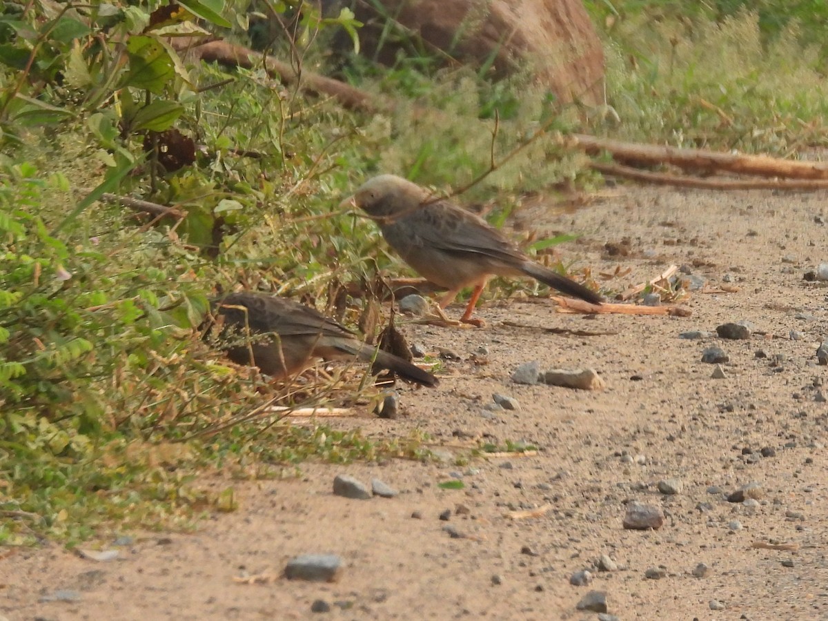Yellow-billed Babbler - ML643869848