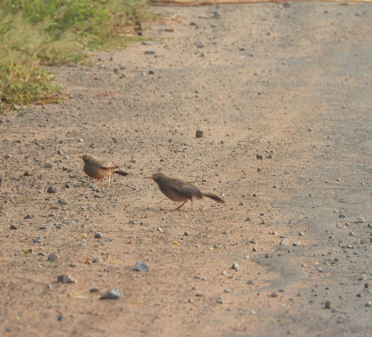Yellow-billed Babbler - ML643869849