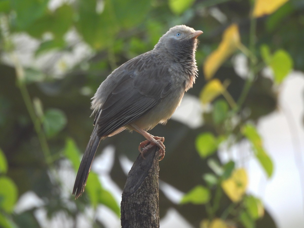 Yellow-billed Babbler - ML643869850