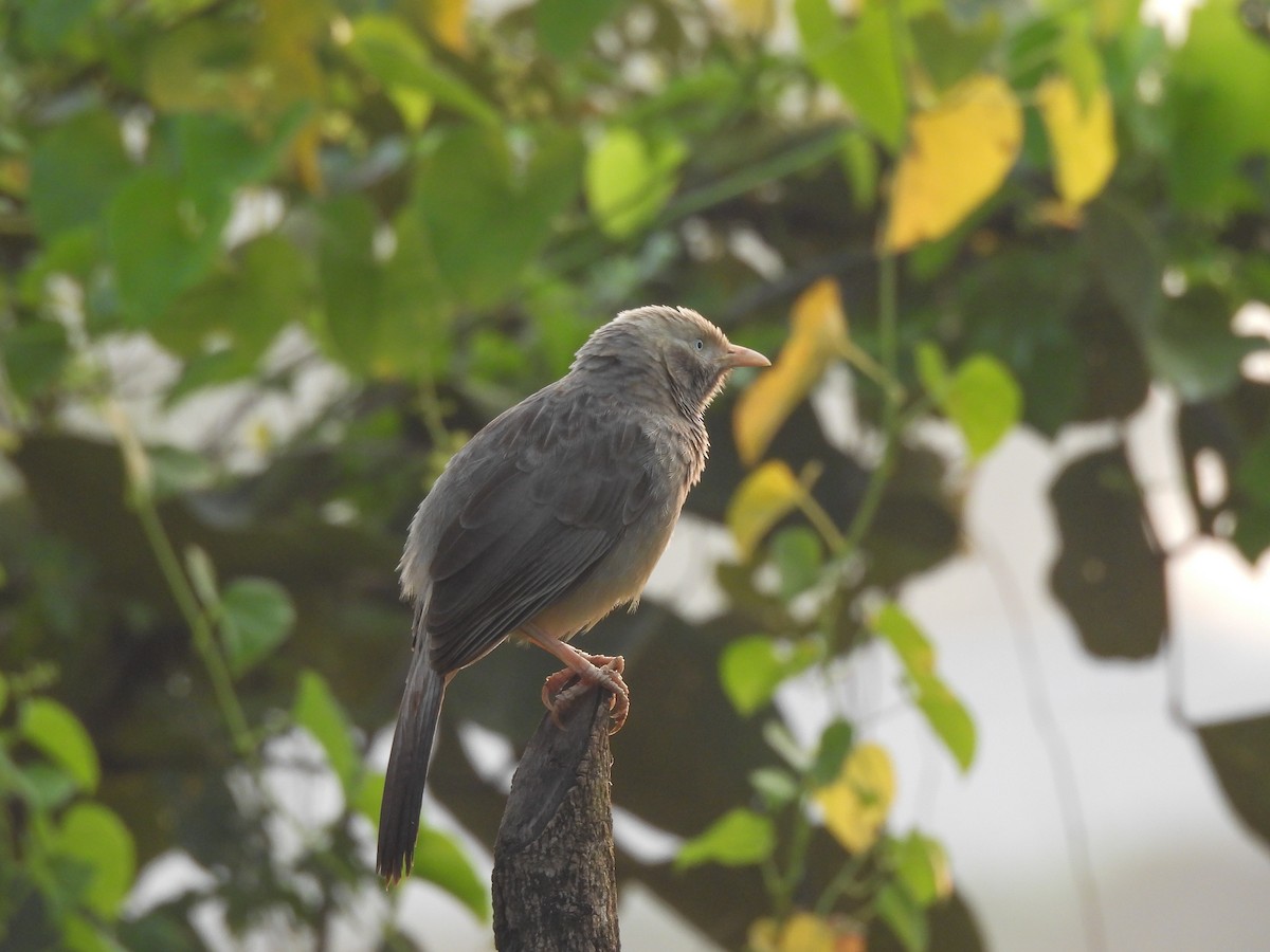 Yellow-billed Babbler - ML643869853
