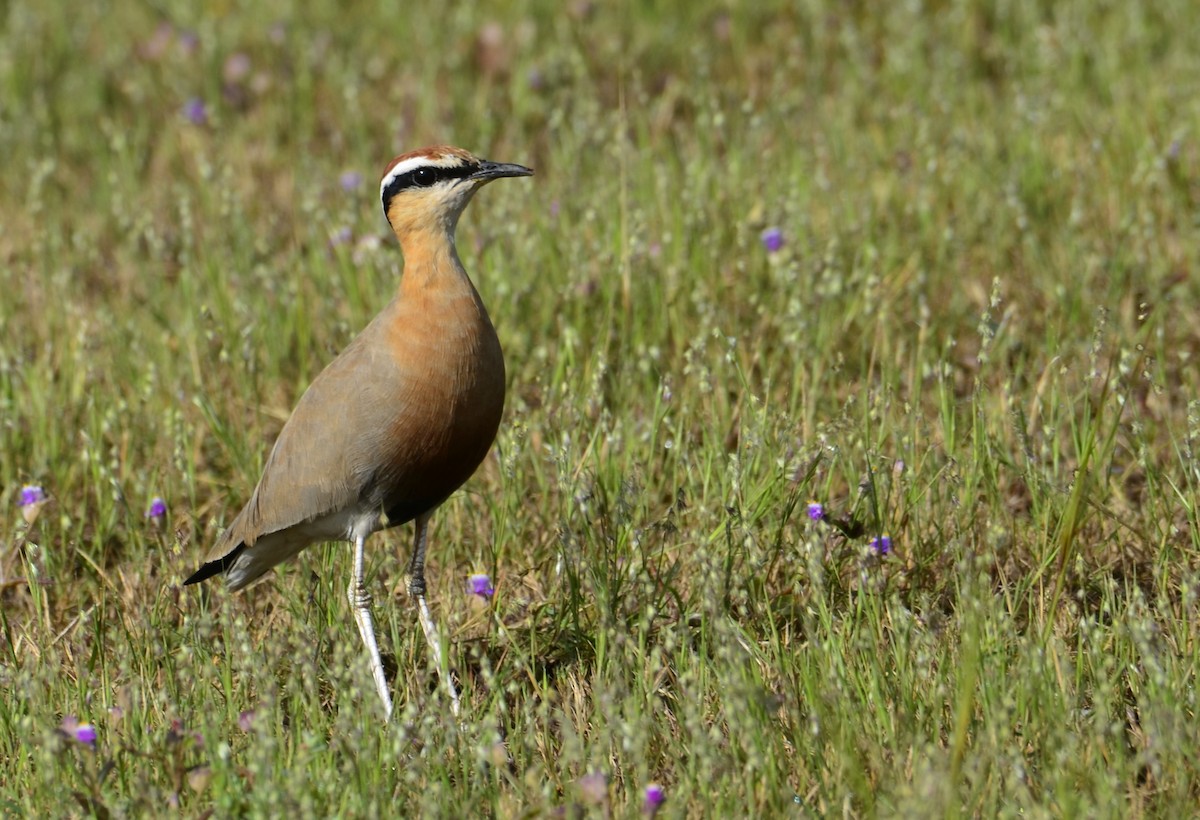 Indian Courser - ML643869854