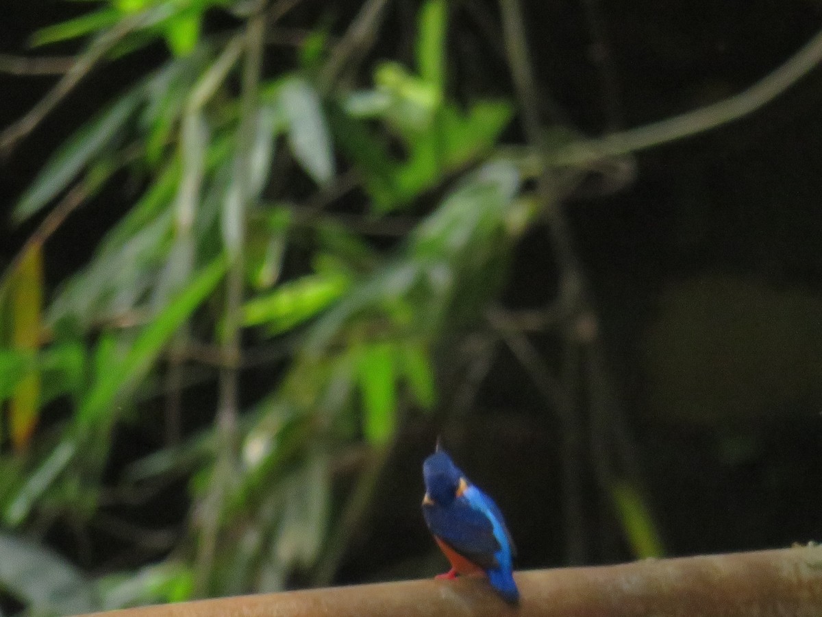 Blue-eared Kingfisher - ML643869867