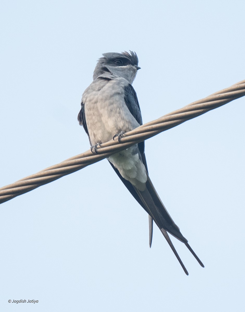 Crested Treeswift - ML643869869