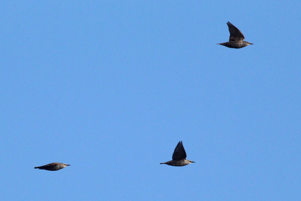 European Starling - ML643869879