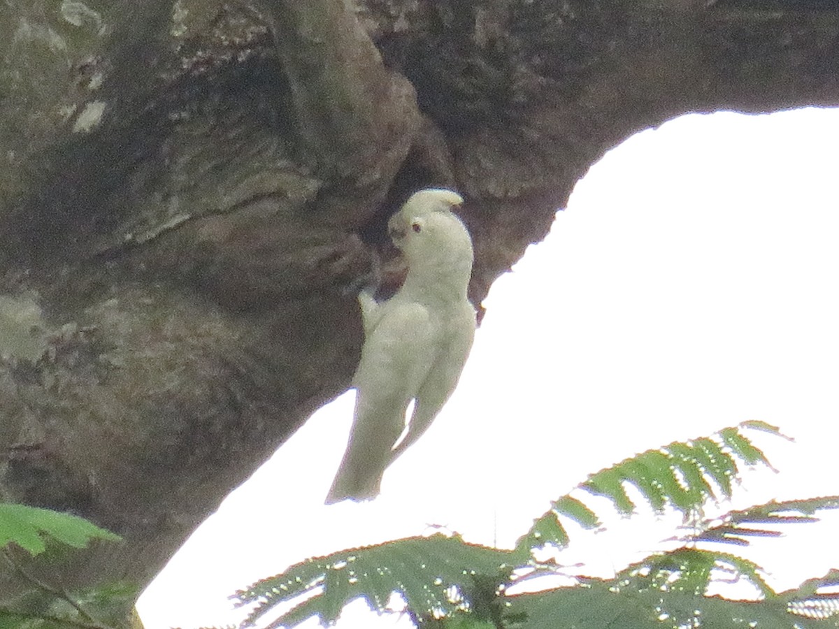 Какаду танімбарський - ML643869886