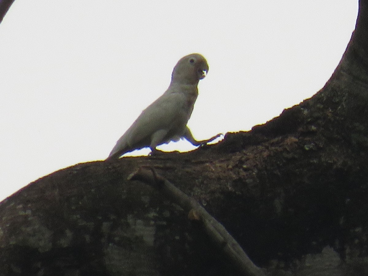 Какаду танімбарський - ML643869892