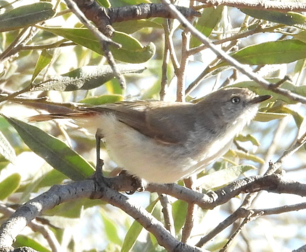 Chestnut-rumped Thornbill - ML643869896