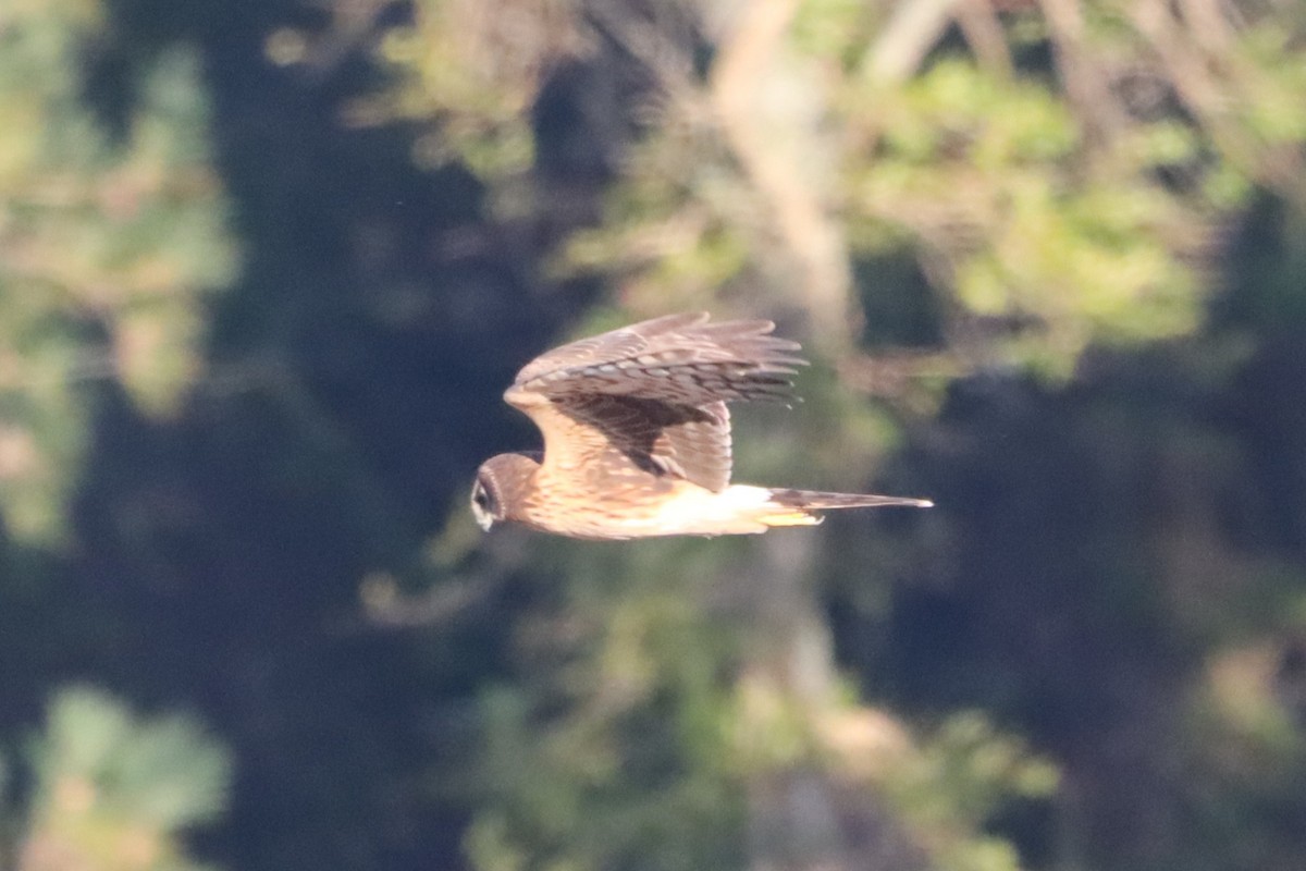 Northern Harrier - ML643869913