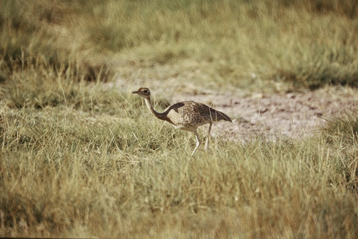 Outarde du Sénégal - ML643869915