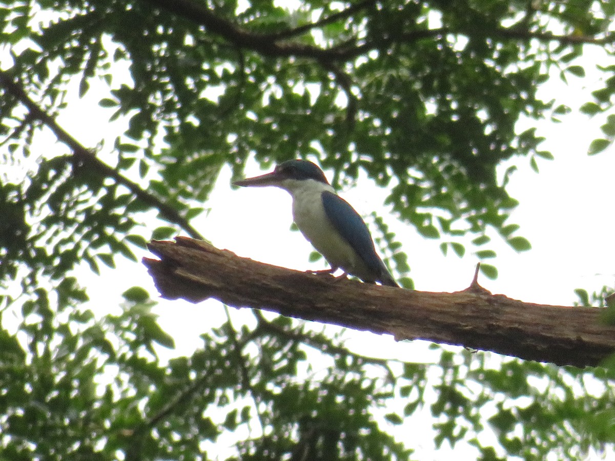 Collared Kingfisher (Collared) - ML643869925