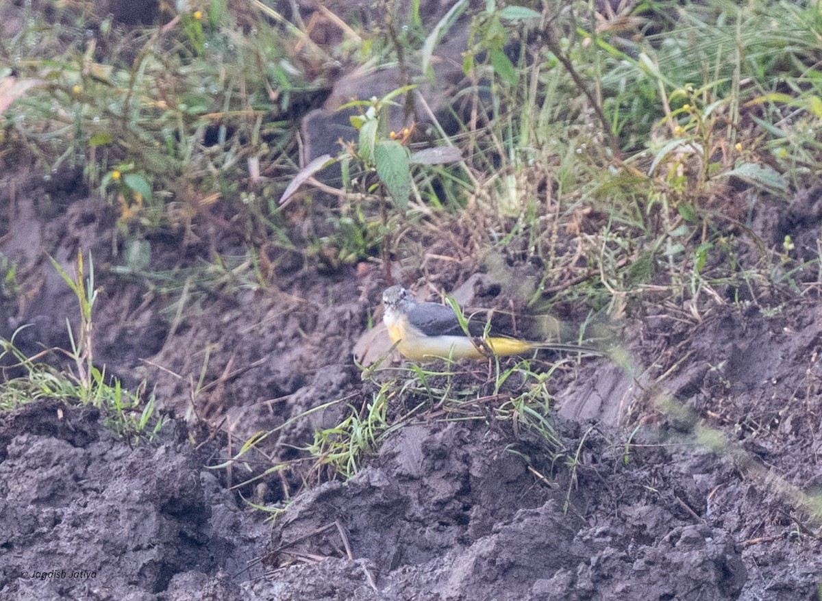 Gray Wagtail - ML643869930