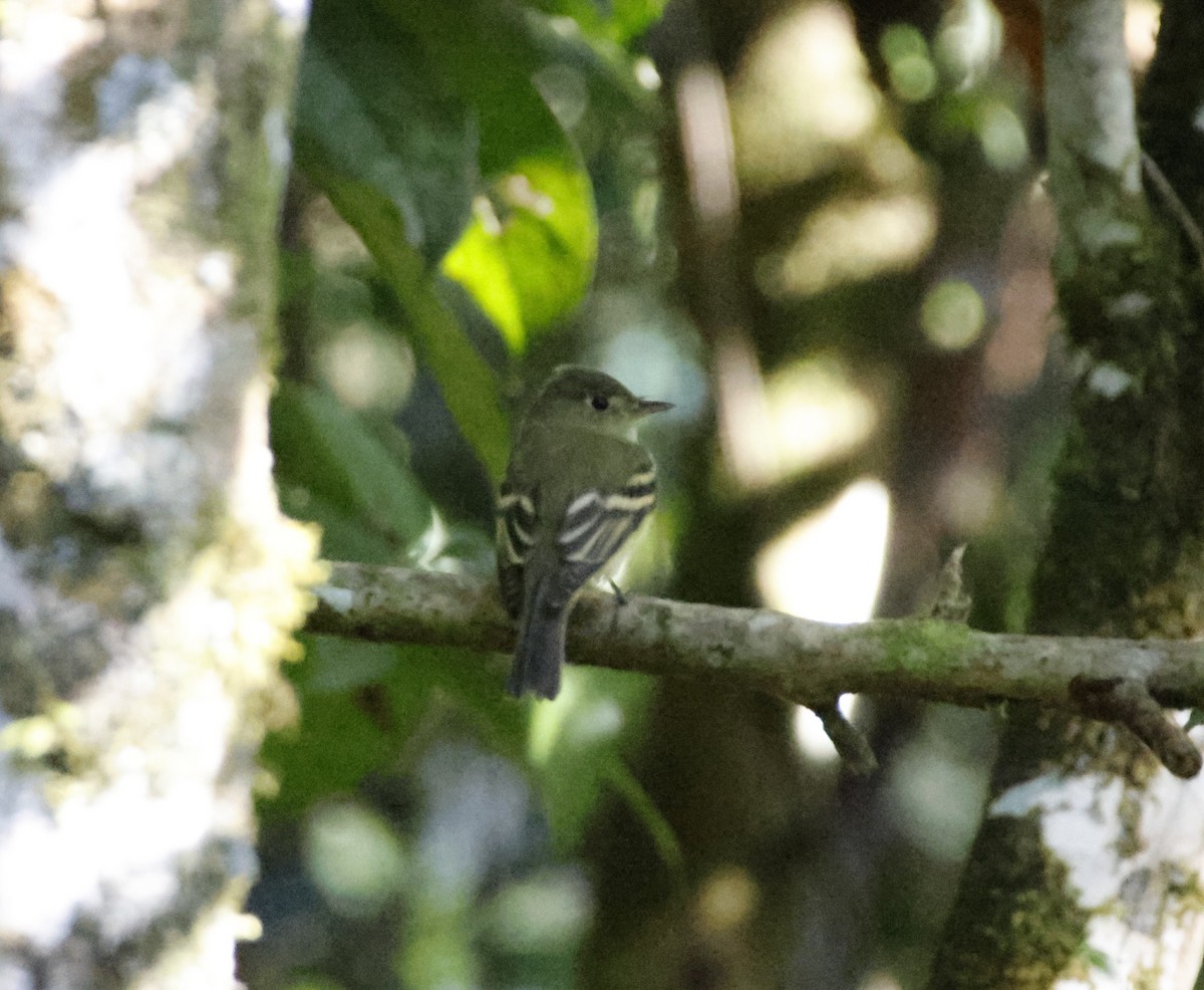 Acadian Flycatcher - ML643869955
