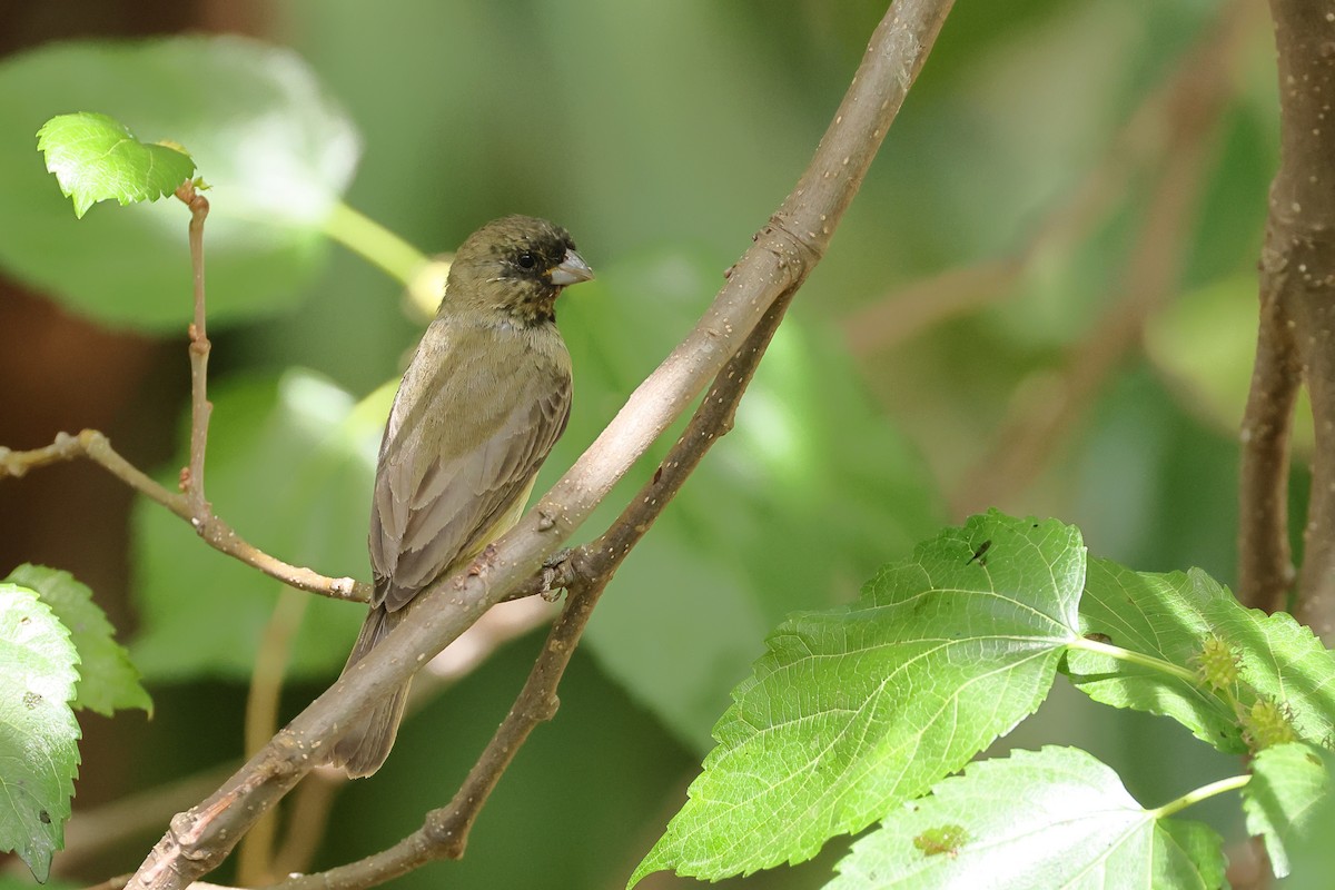 Yellow-bellied Seedeater - ML643869957