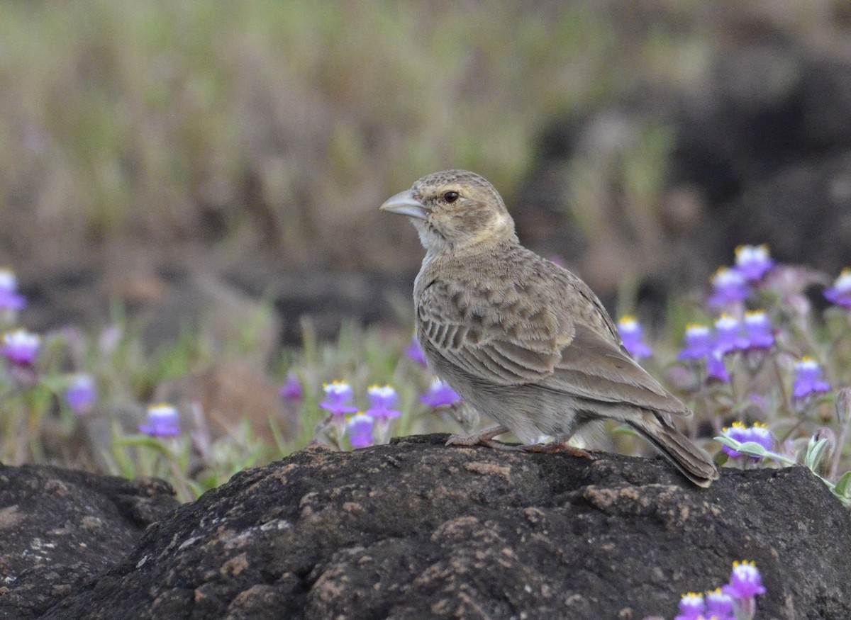 Ashy-crowned Sparrow-Lark - ML643869973