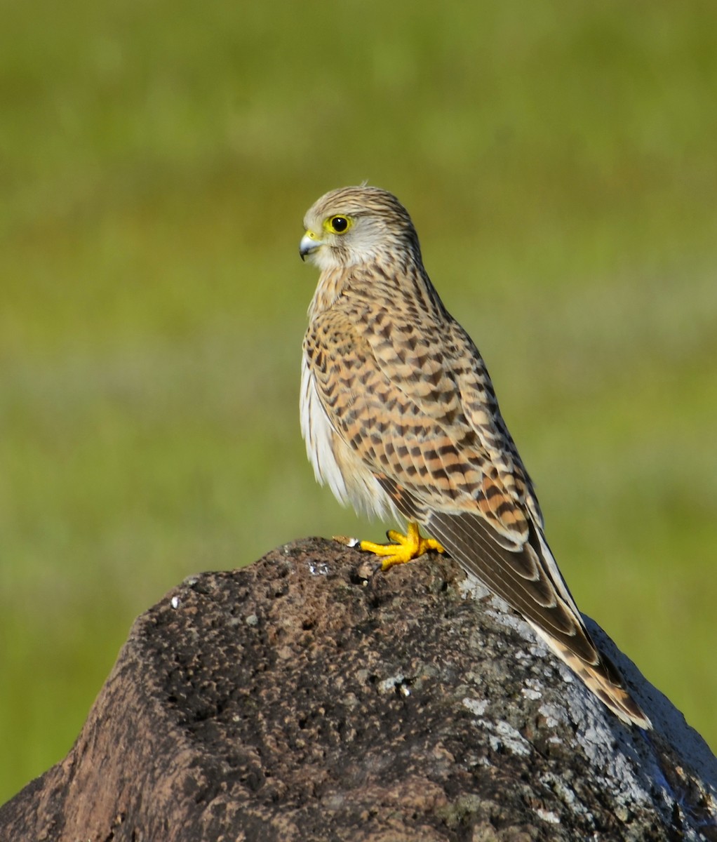 Начин шонхор - ML643869978