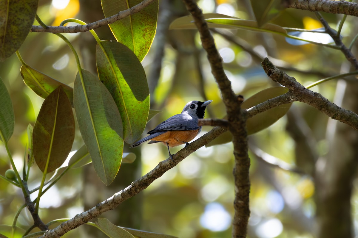 Black-faced Monarch - ML643869987
