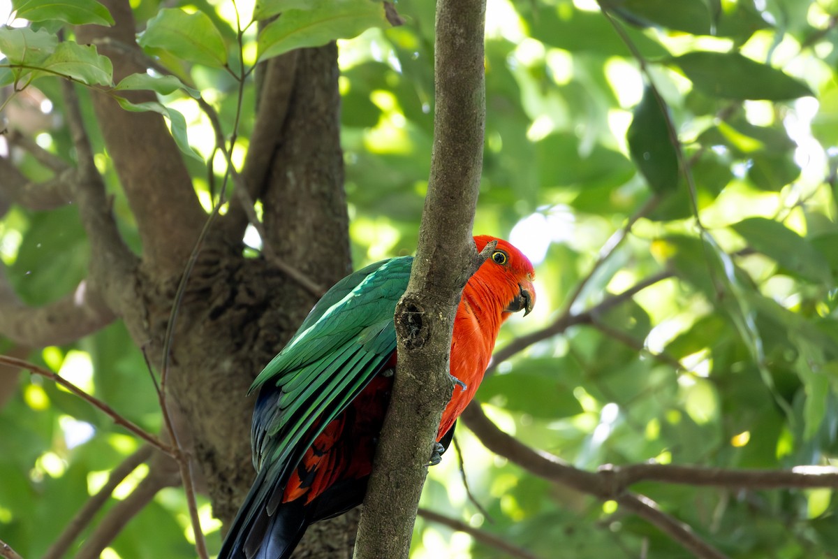 Australian King-Parrot - ML643869990