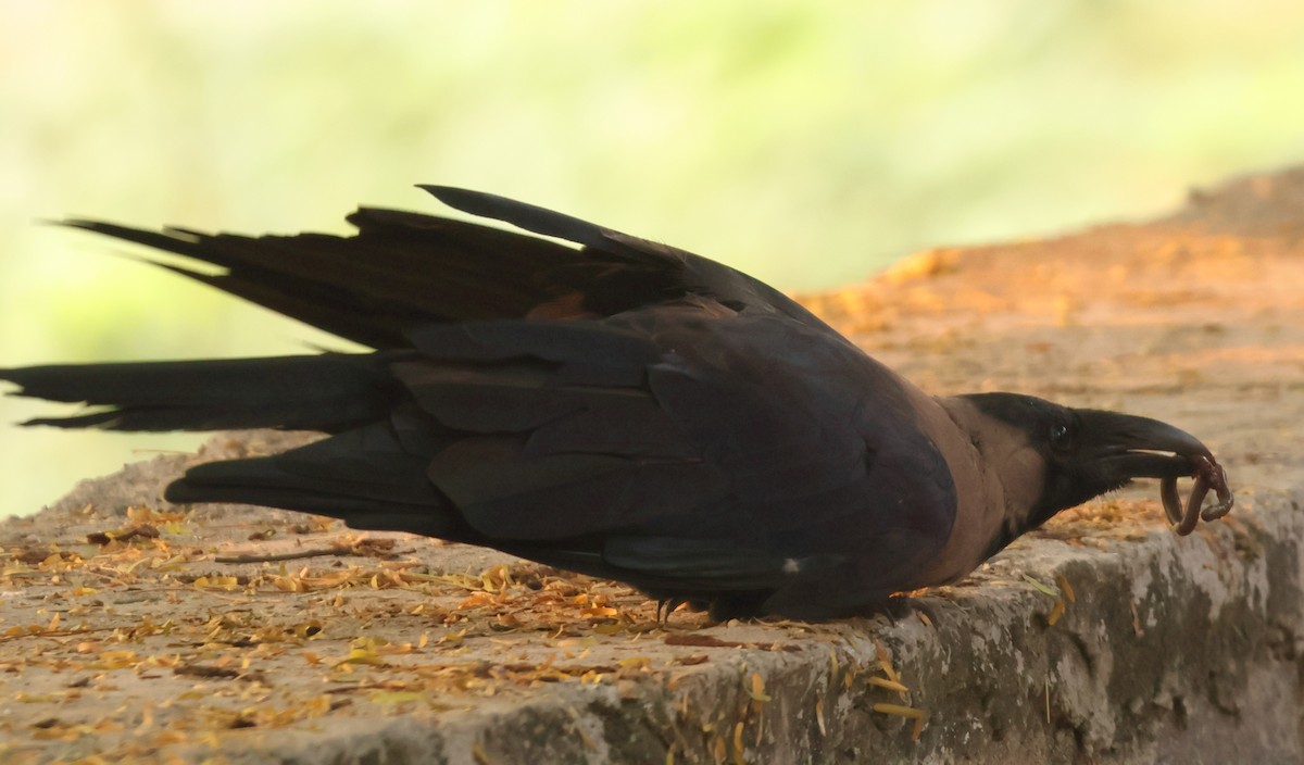 House Crow - ML643870010