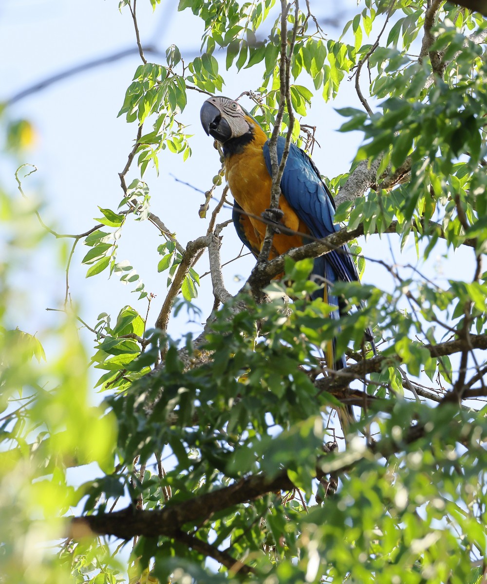 Blue-and-yellow Macaw - ML643870031