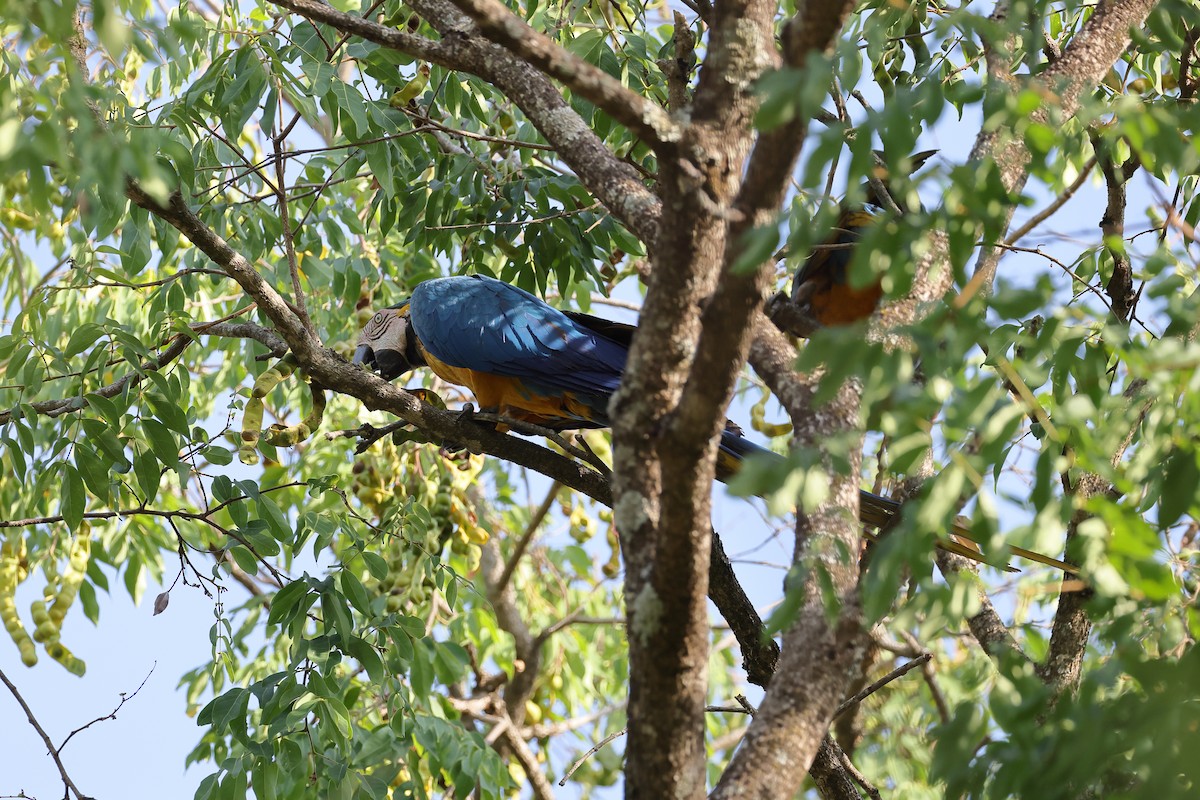 Blue-and-yellow Macaw - ML643870033
