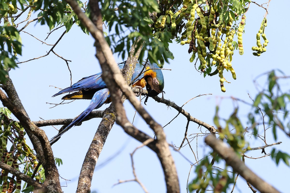 Blue-and-yellow Macaw - ML643870044