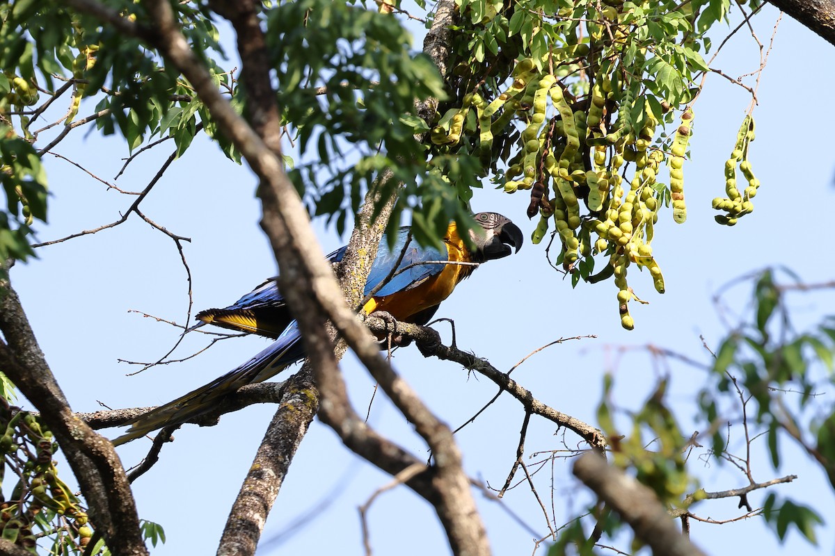 Blue-and-yellow Macaw - ML643870045