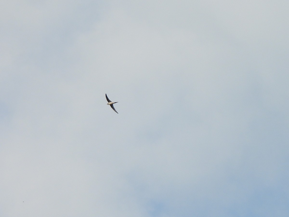 Asian Palm Swift - ML643870052