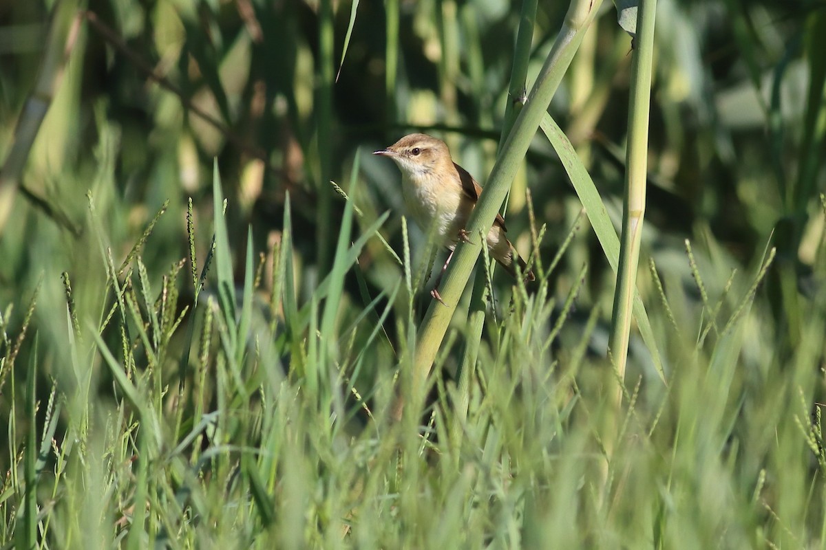 Хээрийн охил бялзуухай - ML643870075