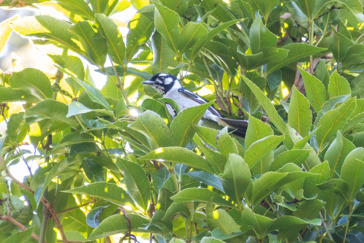 hvitøremonark - ML643870083