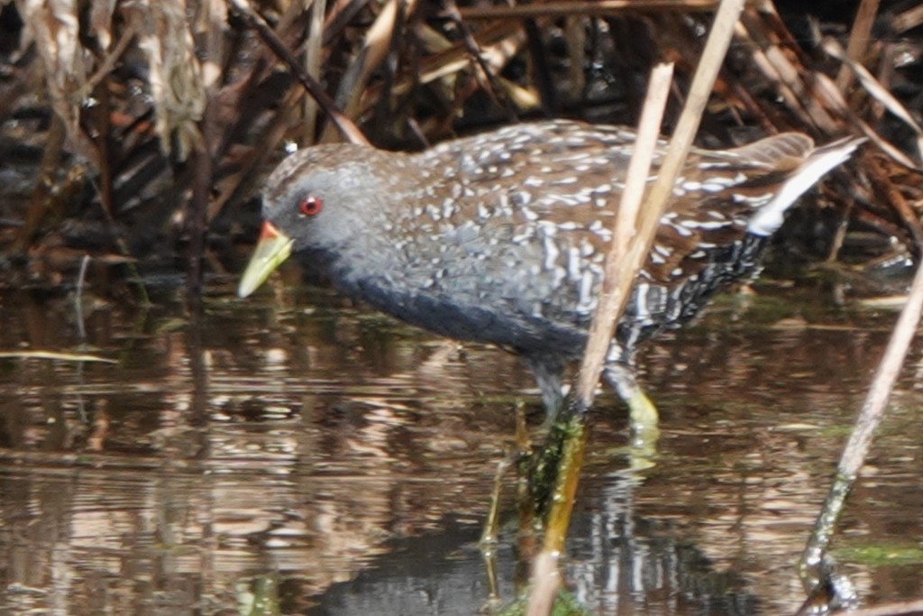 ミナミヒメクイナ - ML643870126