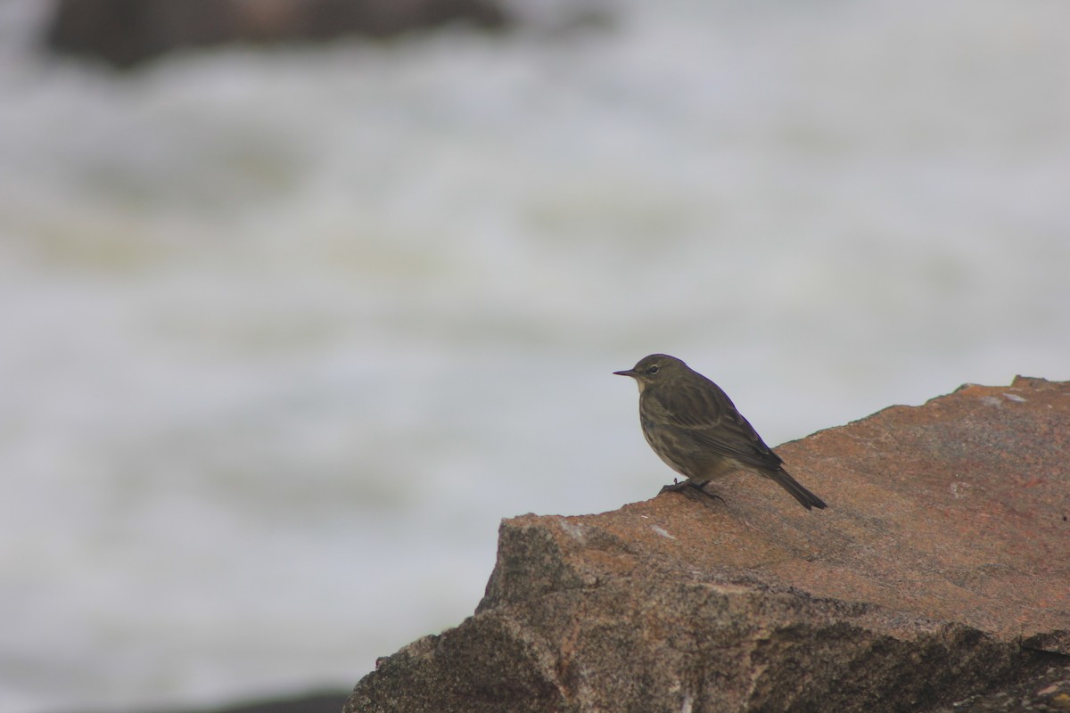 Rock Pipit - ML643870129