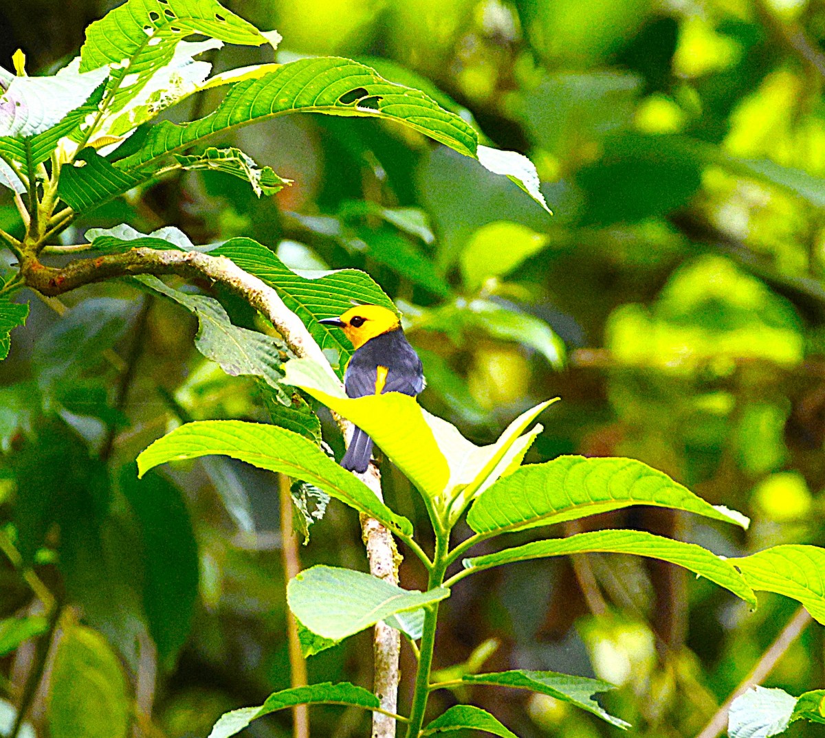 Tangara Negriamarilla - ML643870136